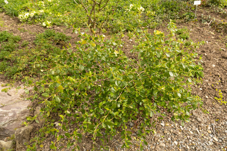 poison-plants-cyanogenic-glycosides